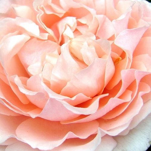 Rosen Online Bestellen - Rosa - floribundarosen - duftlos - Rosa Louise De Marillac™ - Dominique Massad - Rosafarbene Beetrose, ihre Blütenform erinnert an alte Rosen.
